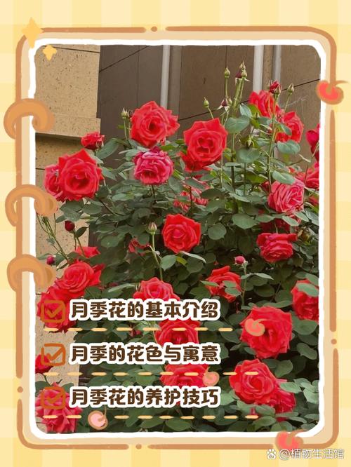 月季花可以晒太阳吗?光照时长决定开花数量与花色浓度 常见误区与纠正