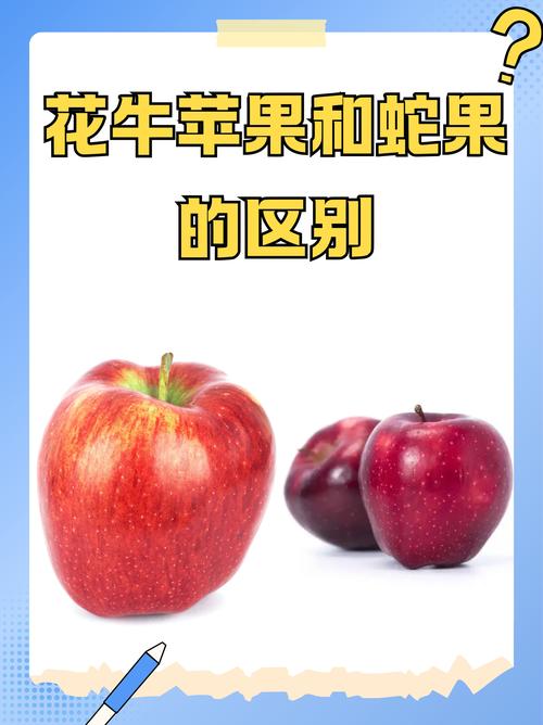 蛇果苹果和花牛苹果的区别 6维度对比表格