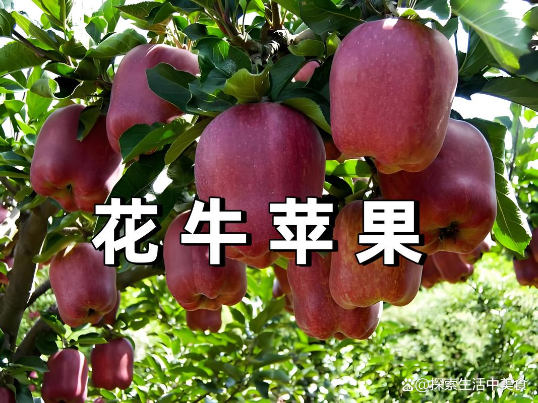 蛇果苹果和花牛苹果的区别 场景化选择建议