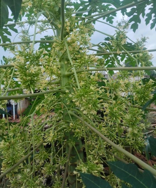木瓜是什么科？——蔷薇科木瓜属的经典果树与观赏植物全解析