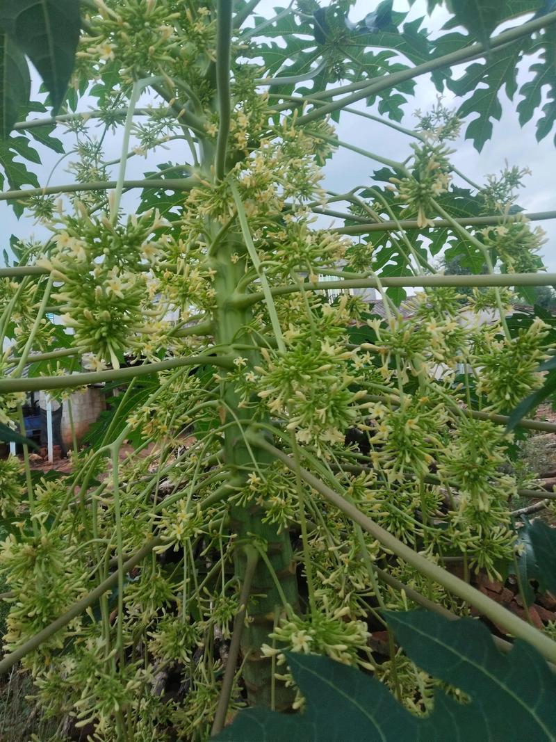 木瓜是什么科？——蔷薇科木瓜属的经典果树与观赏植物全解析