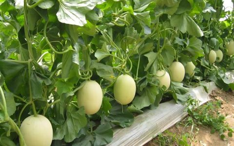 甜瓜追肥用什么肥料好？家庭种植全攻略