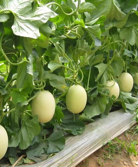 甜瓜追肥用什么肥料好？家庭种植全攻略