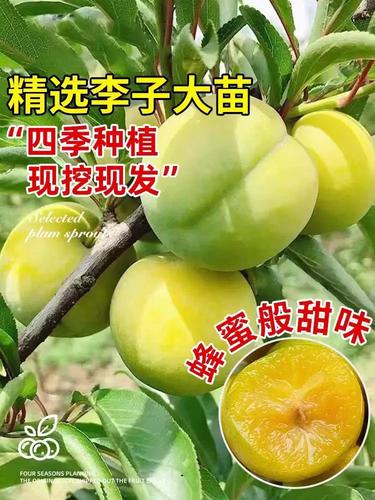 季节：春秋两季价格平稳，冬季休眠期可压价