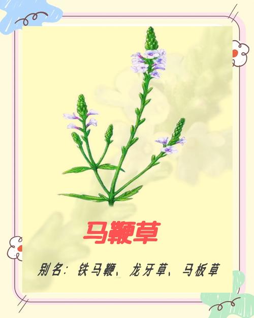 六、缓苗管理