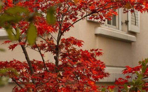 红叶植物大全：50种红叶植物图片与识别指南