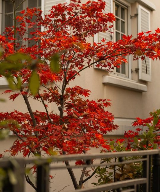 红叶植物大全：50种红叶植物图片与识别指南