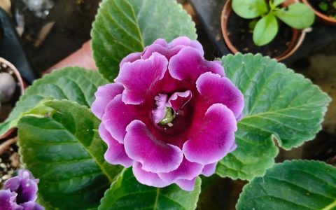 大岩桐花后怎么处理？花后养护全攻略