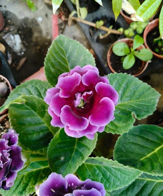 大岩桐花后怎么处理？花后养护全攻略