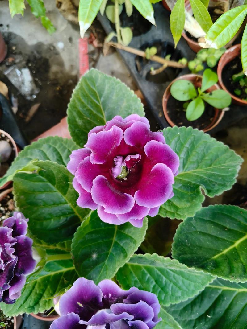 大岩桐花后怎么处理?花后养护全攻略 第一步:及时修剪残花与花梗