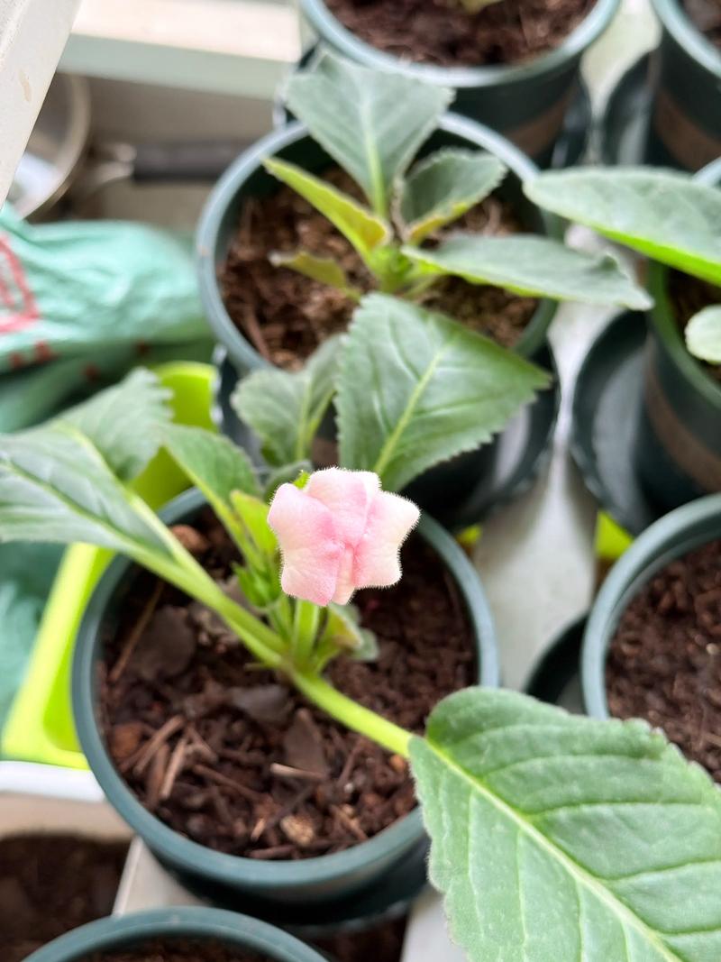 大岩桐花后怎么处理?花后养护全攻略 第三步:调整浇水策略,严防烂球