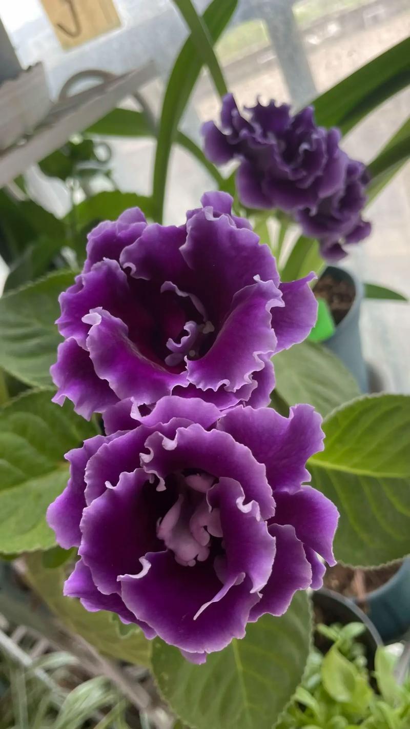 大岩桐花后怎么处理?花后养护全攻略 第二步:观察植株,决定是否换盆或分株