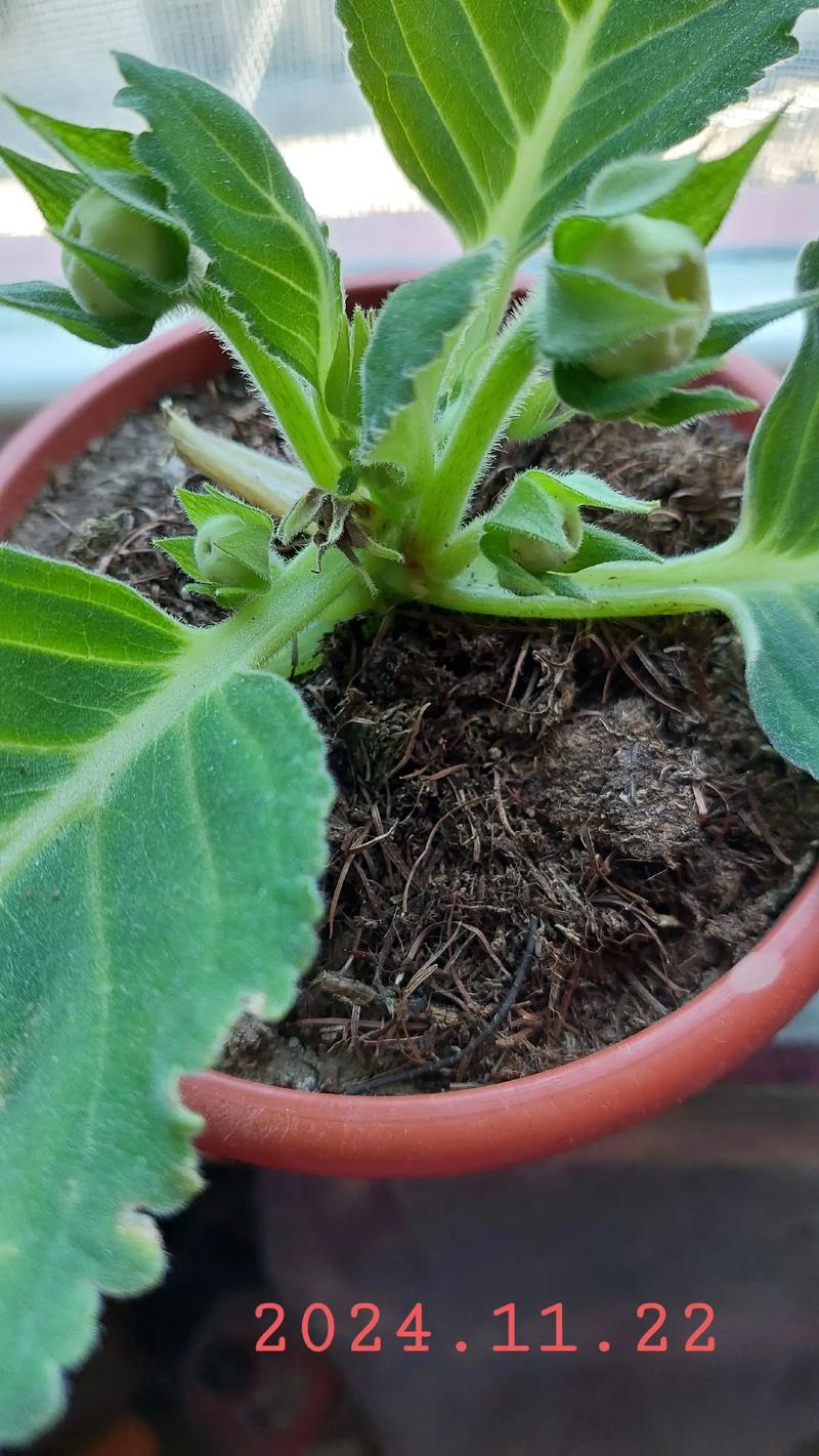 大岩桐花后怎么处理?花后养护全攻略 第四步:花后补肥,侧重钾磷