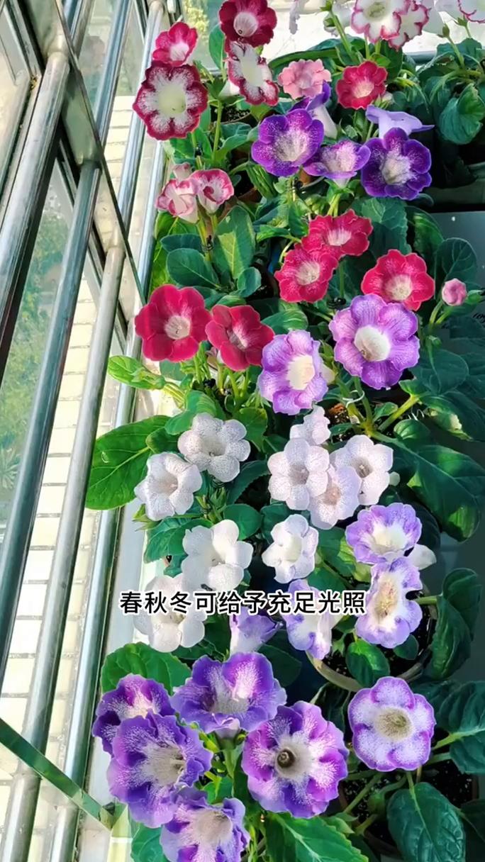 大岩桐花后怎么处理?花后养护全攻略 第五步:叶片养护与休眠管理
