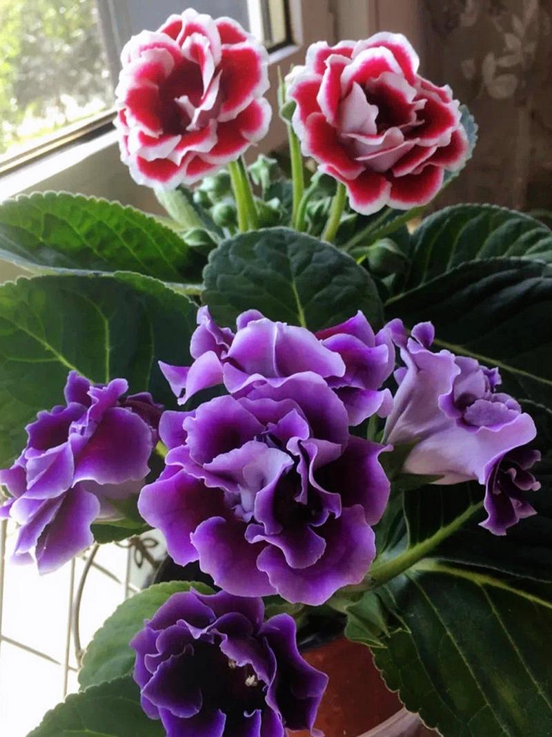 大岩桐花后怎么处理?花后养护全攻略 总结