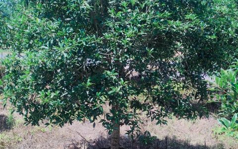 桂花树苗批量采购避坑指南：科学筛选与渠道验证的完整流程