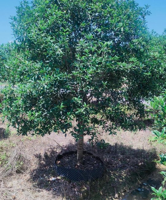 桂花树苗批量采购避坑指南：科学筛选与渠道验证的完整流程