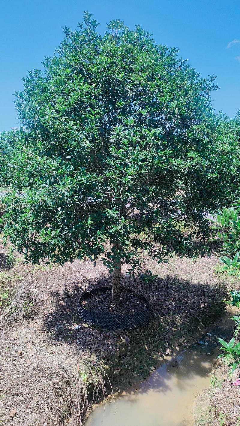 桂花树苗批量采购避坑指南：科学筛选与渠道验证的完整流程