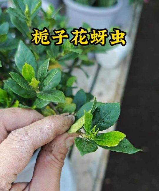 栀子花上惊现虫卵？别慌，这份清除与防治指南请收好