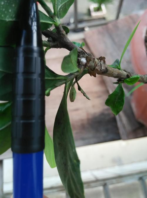 栀子花上惊现虫卵?别慌,这份清除与防治指南请收好 三、预防胜于治疗:日常养护要点