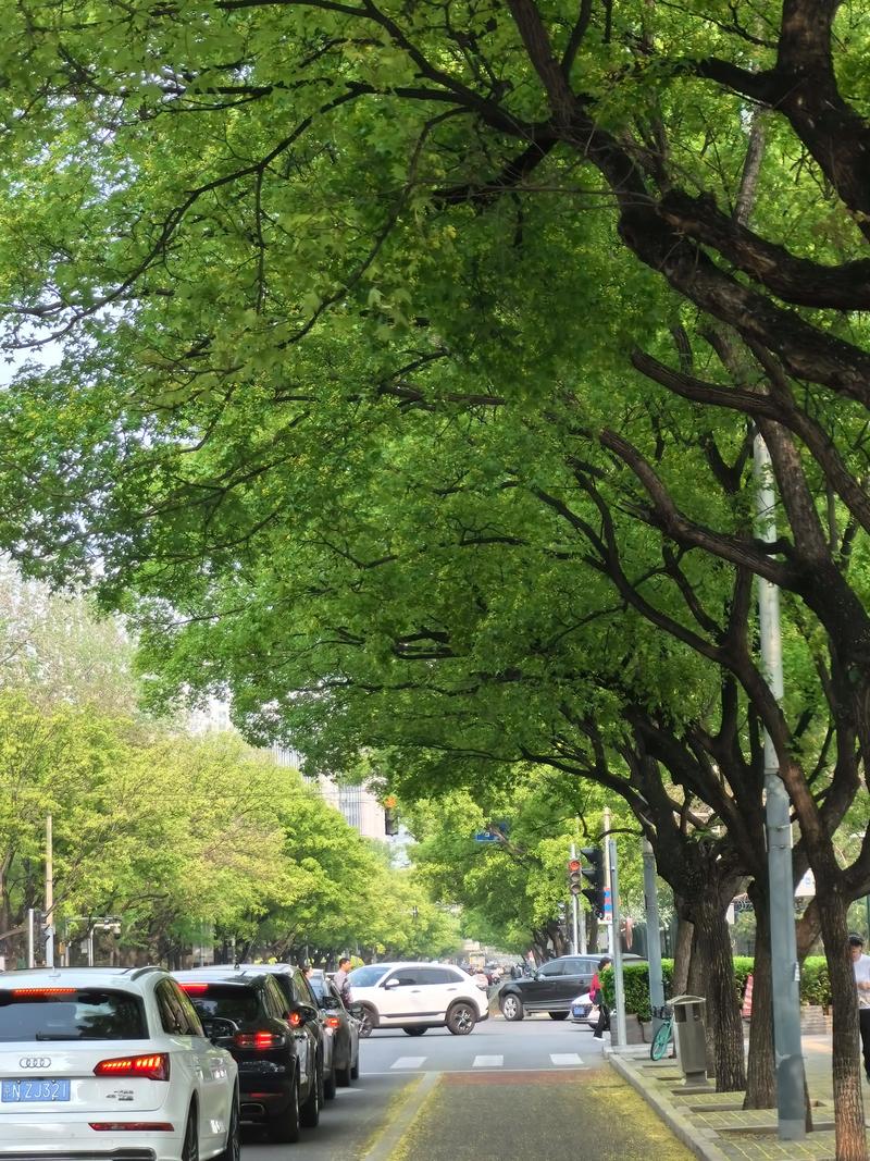 路边的绿化树是什么树?带你认识城市中最常见的行道树 香樟:南方城市最常见的常绿行道树