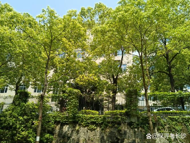 路边的绿化树是什么树?带你认识城市中最常见的行道树 悬铃木(法国梧桐):世界著名的行道树之王