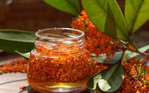 做桂花蜜用什么桂花？园艺专家推荐的品种与采摘技巧