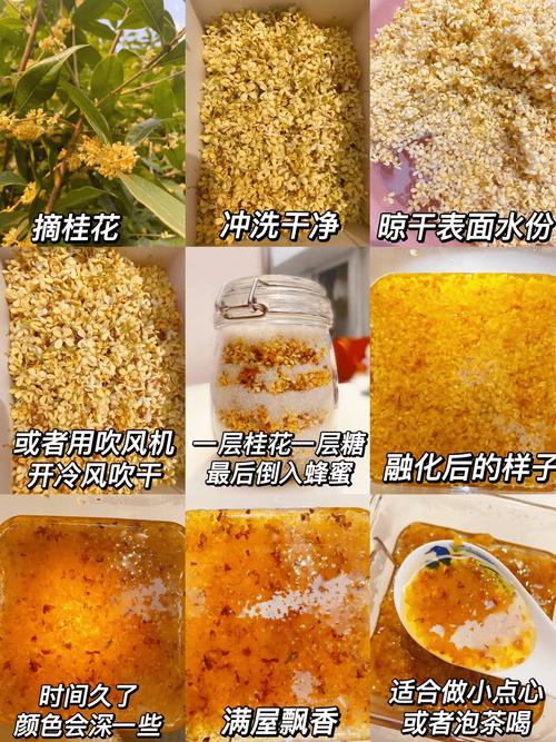 做桂花蜜用什么桂花?园艺专家推荐的品种与采摘技巧 四、桂花蜜的制作与保存