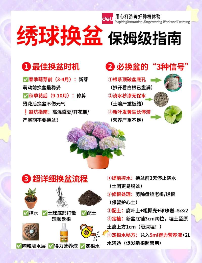 绣球花什么时候换盆比较好?掌握最佳时机与操作细节 换盆操作步骤(刻度化指南)
