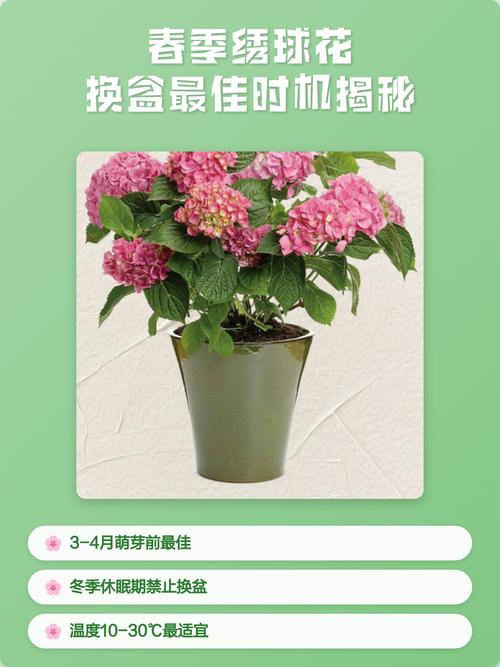 绣球花什么时候换盆比较好?掌握最佳时机与操作细节 换盆后的养护:缓苗期与正常管理