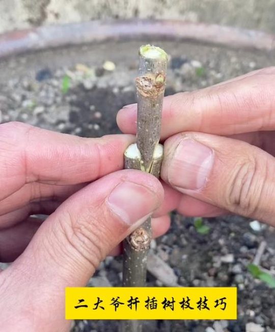 榛子树扦插能活吗？技术专家详解品种差异与精确操作方案