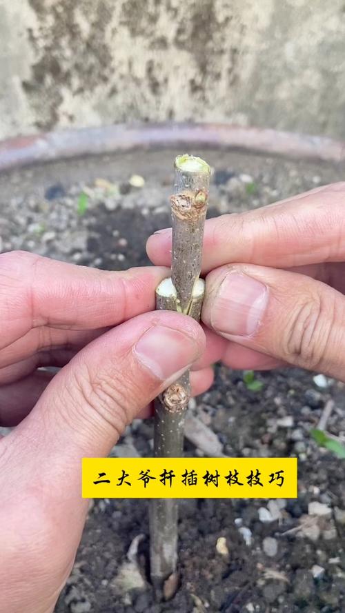 榛子树扦插能活吗?技术专家详解品种差异与精确操作方案 第一步:品种鉴定与繁殖方式筛选