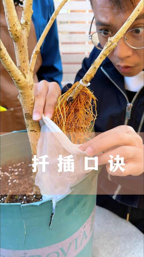 榛子树扦插能活吗?技术专家详解品种差异与精确操作方案 第四步:成活率影响因素分析与差异放大