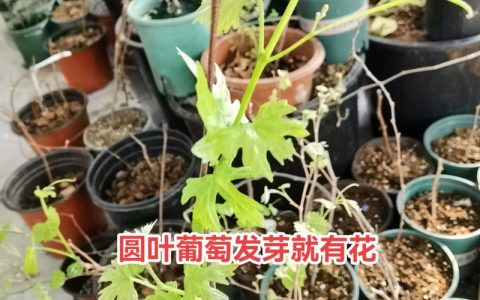 红宝石葡萄苗一棵多少钱？2026年价格、选购与种植全攻略