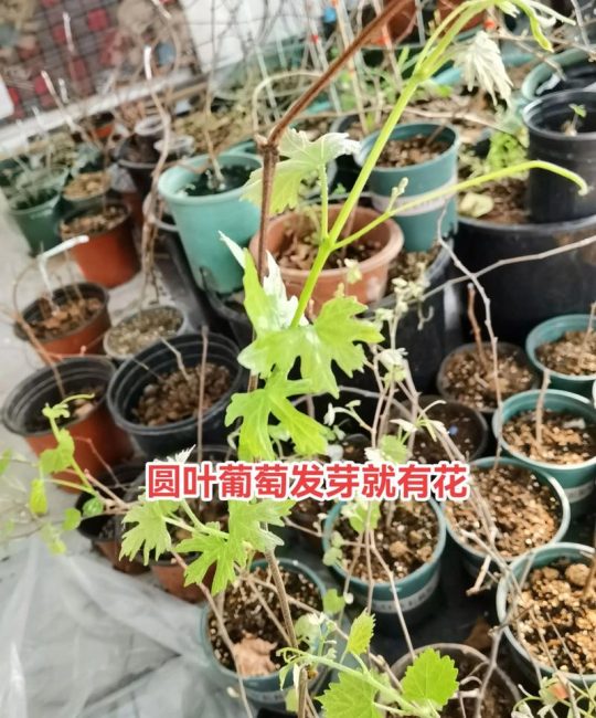 红宝石葡萄苗一棵多少钱？2026年价格、选购与种植全攻略