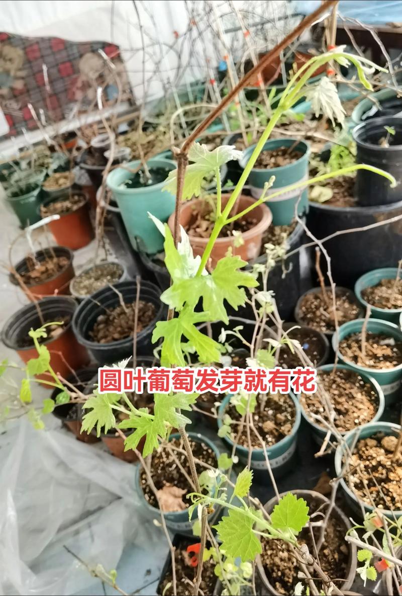 红宝石葡萄苗一棵多少钱?2026年价格、选购与种植全攻略 红宝石葡萄苗一棵多少钱?2026年价格、选购与种植全攻略