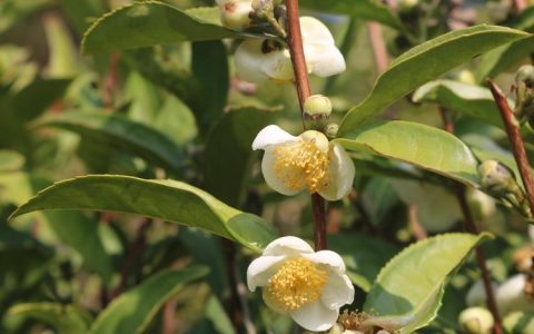 冬天开的茶花叫什么？盘点常见冬花品种与养护要点
