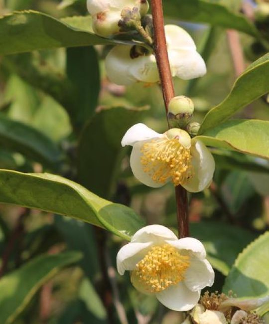 冬天开的茶花叫什么？盘点常见冬花品种与养护要点
