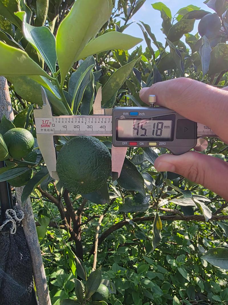 一亩金桔种植亩产量是多少?完整技术指南助你丰产 五、浇定根水