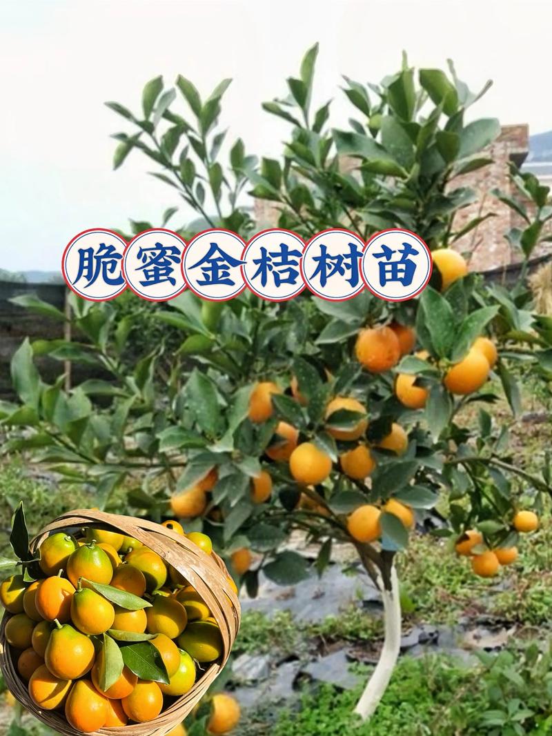 一亩金桔种植亩产量是多少?完整技术指南助你丰产 四、栽植深度