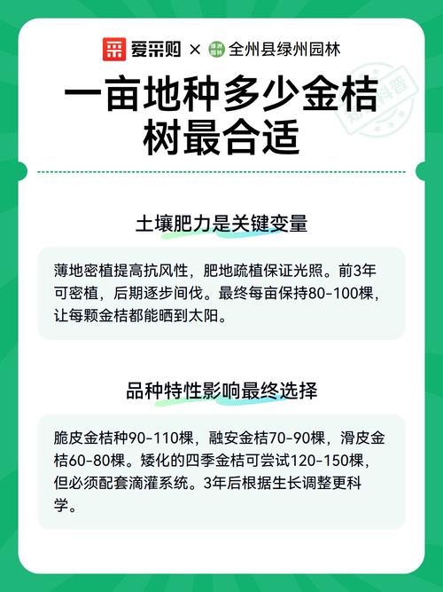 一亩金桔种植亩产量是多少?完整技术指南助你丰产 七、成活注意事项