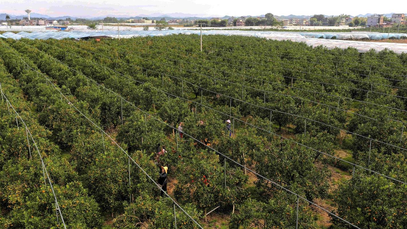 一亩金桔种植亩产量是多少?完整技术指南助你丰产 六、缓苗管理