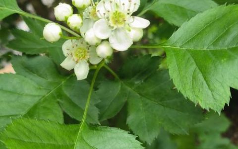 山楂树几年开花结果？实生苗与嫁接苗结果年限对比及管理指南