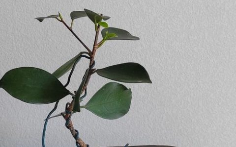 盆景榕树掉叶子怎么办？——问题诊断与防治专家指南