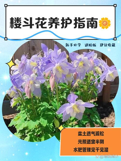 耧斗花是多年生吗?一文读懂它的习性与养护要点 常见疑问解答