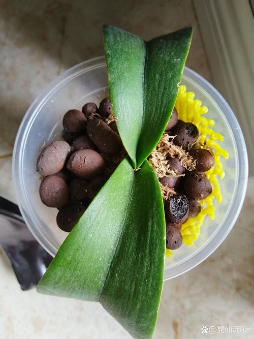 水培植物为什么要放陶粒:一篇讲清作用、方法和误区 二、陶粒在水培中的真实作用