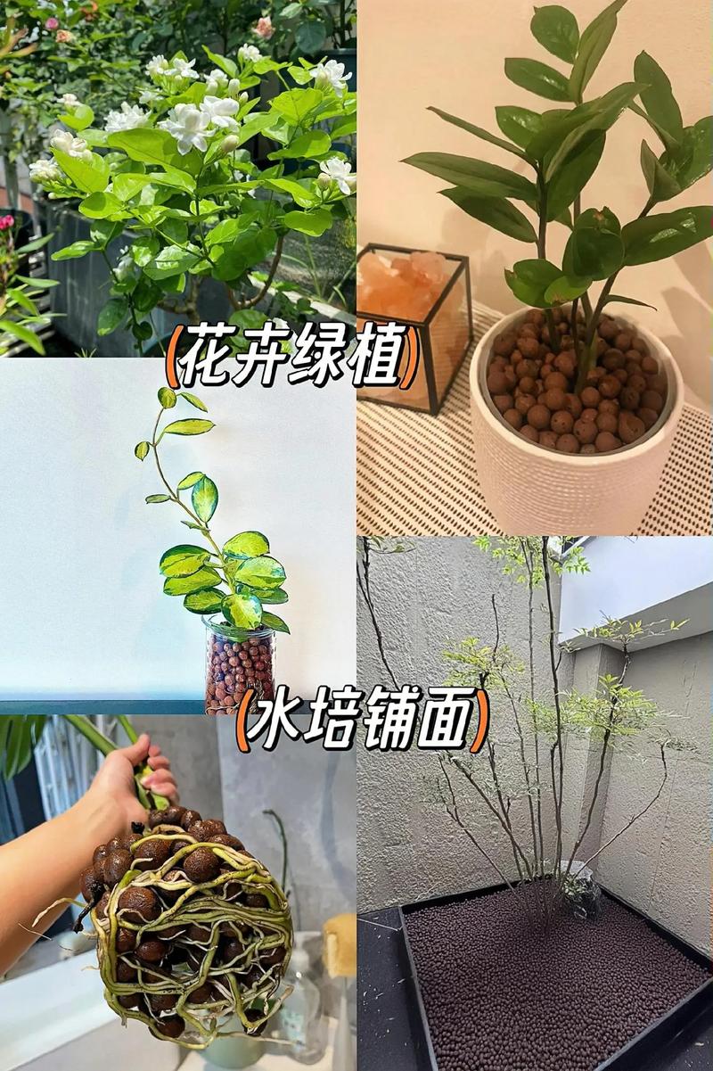 水培植物为什么要放陶粒:一篇讲清作用、方法和误区 四、不同水培植物对陶粒的需求