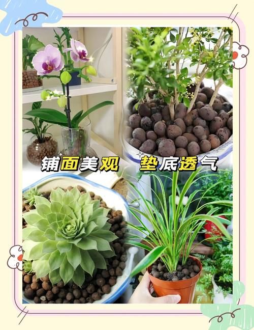 水培植物为什么要放陶粒:一篇讲清作用、方法和误区 七、越冬与扩繁控制