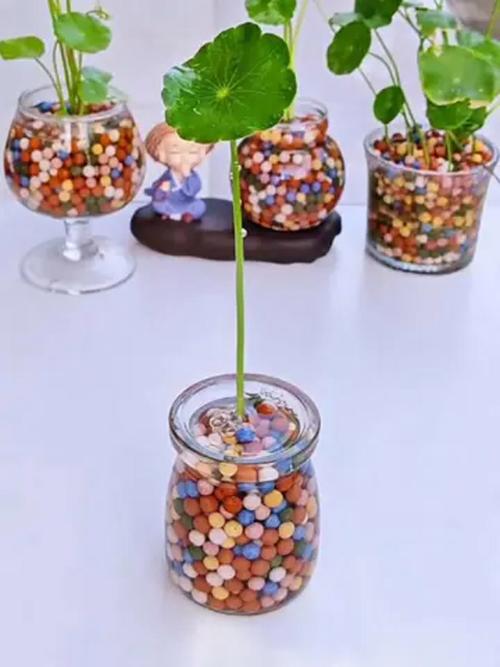水培植物为什么要放陶粒:一篇讲清作用、方法和误区 六、净化水质、景观配置与容器管理