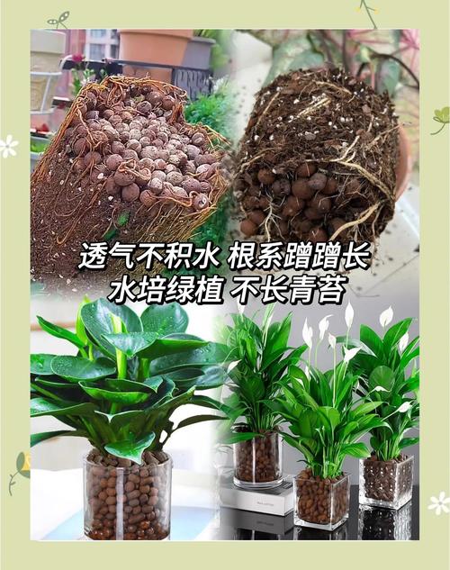 水培植物为什么要放陶粒:一篇讲清作用、方法和误区 五、陶粒和“土、泥、石子”有什么不同